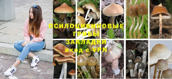 PSILOCYBIN Корсаков